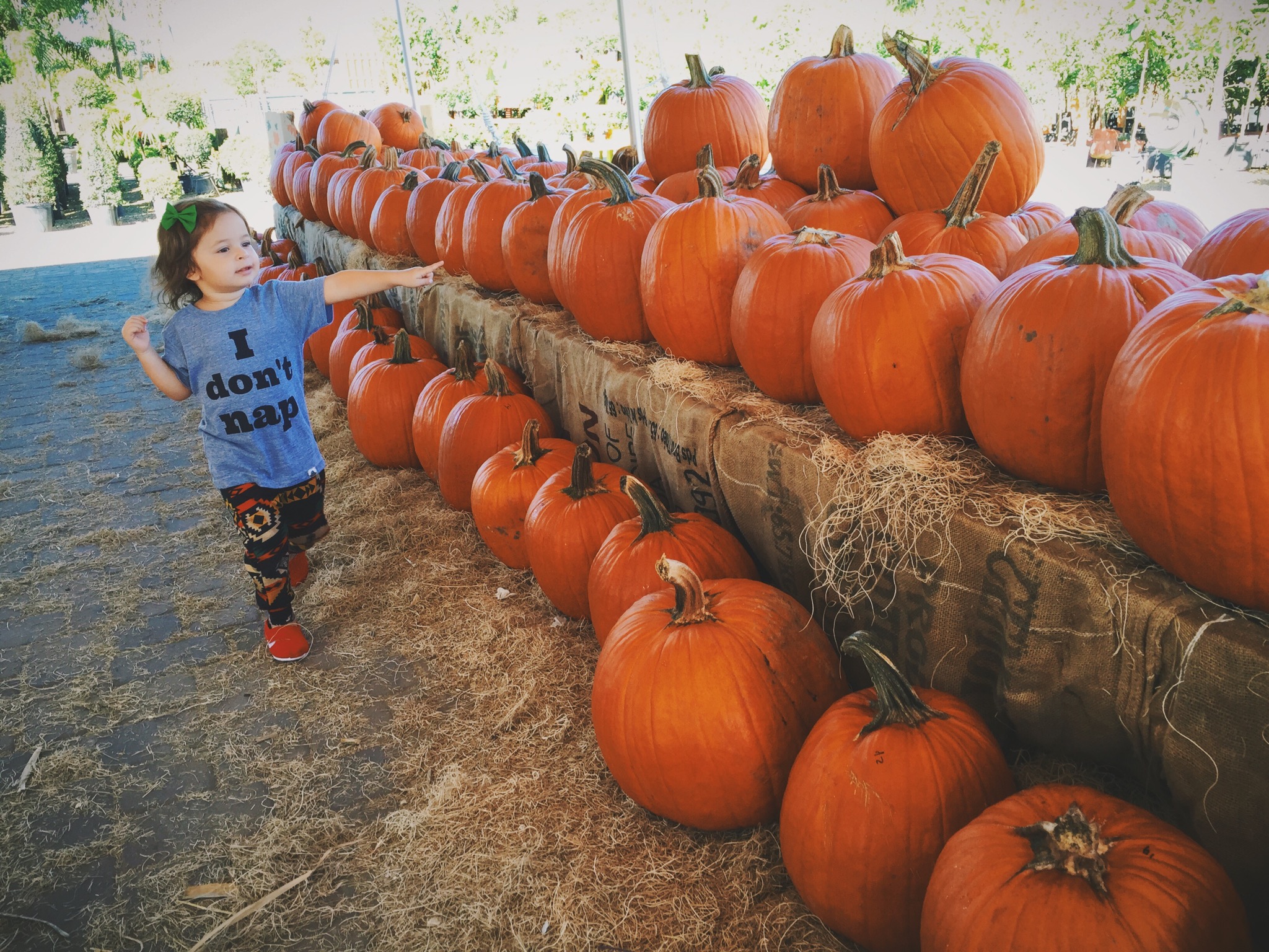 Time with Chech | Flamingo Road Nursery Pumpkin Patch